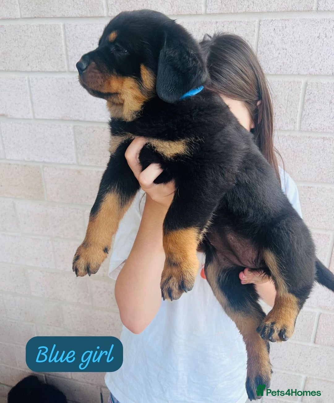 Rottweiler dogs for sale: Purebred Rottweiler Puppies - Image 5