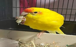 Parakeets birds for sale: Beautiful Kakariki boy - Image 1