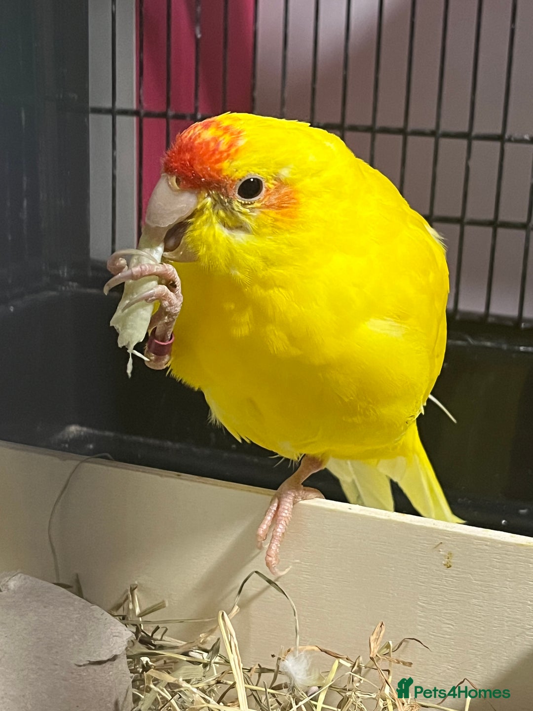 Parakeets birds for sale: Beautiful Kakariki boy - Image 1