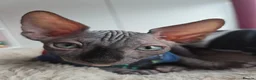 Sphynx cats for sale: Stunning Sphynx boy kitten TICA & GCCF  - Advert 14