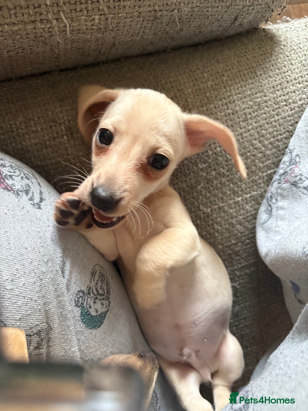 Miniature Dachshund dogs for sale: Cream miniature dachshunds  - Advert 7