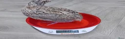 Quail poultry for sale: Quails and quails eggs &jambo japanese and giant  - Advert 5