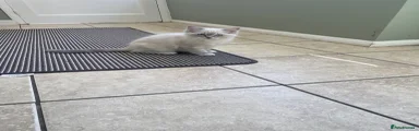 Ragdoll Kitten goku