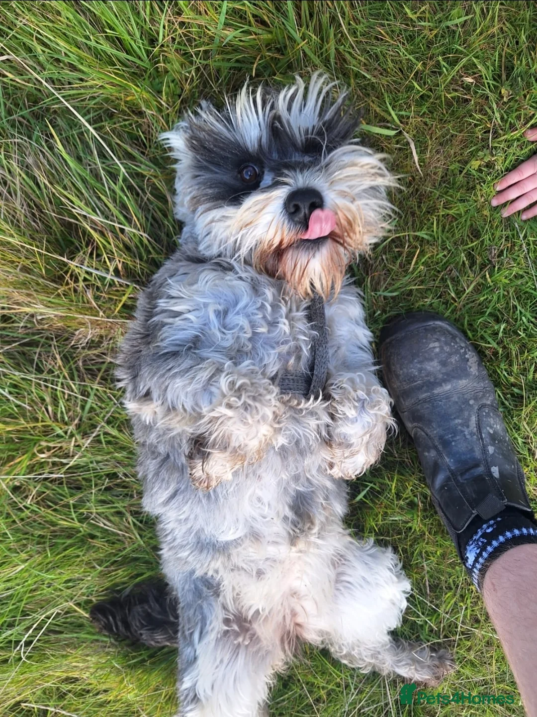 Miniature Schnauzer dogs for sale:  Miniature Schnauzer - Advert 3