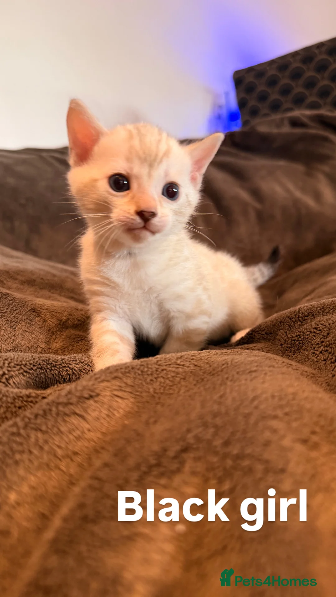 Bengal cats for sale: Beautiful Snow Bengals  - Advert 2