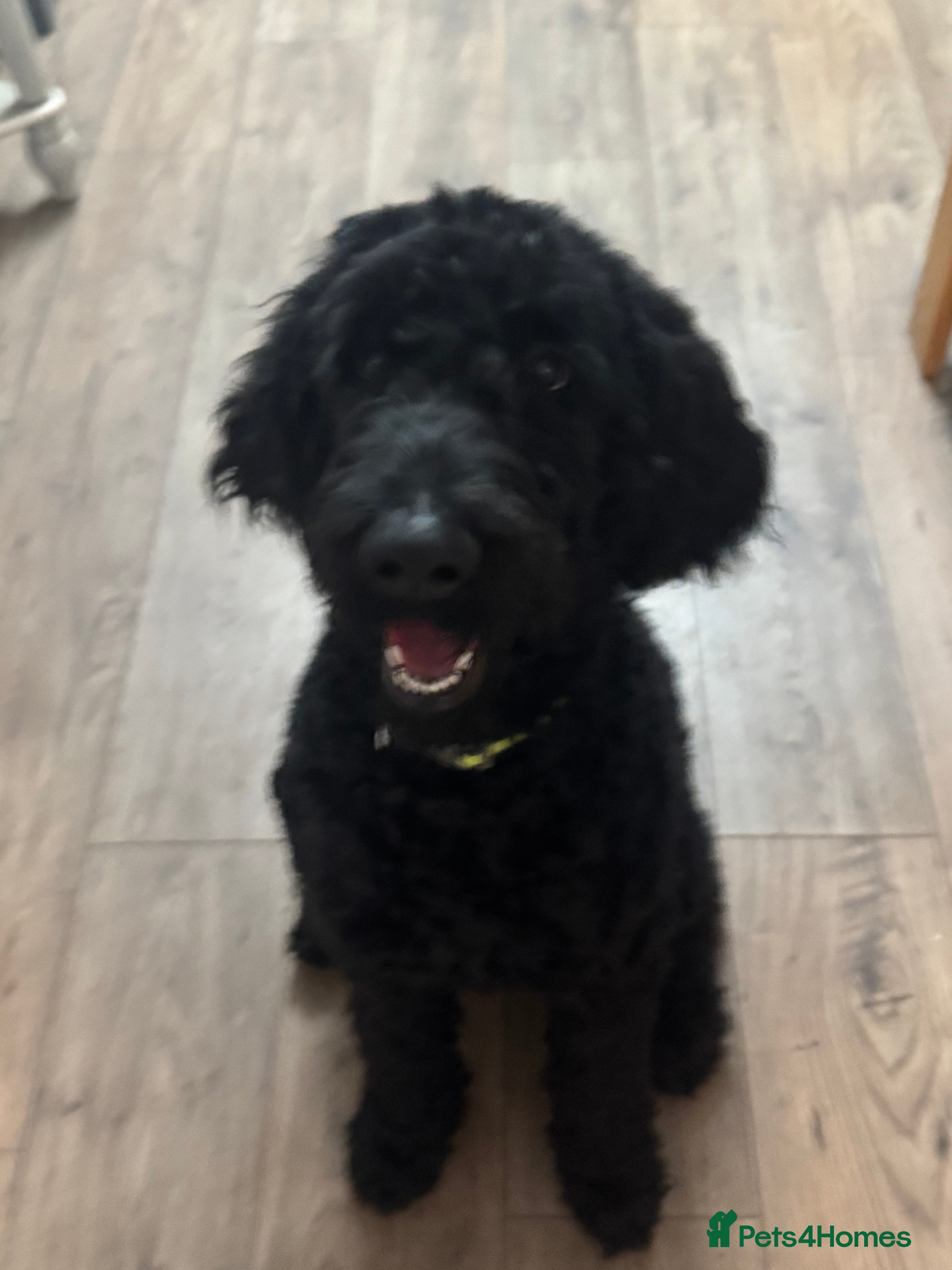 Goldendoodle dogs Golden doodle F1B stunning puppies  - Advert 2