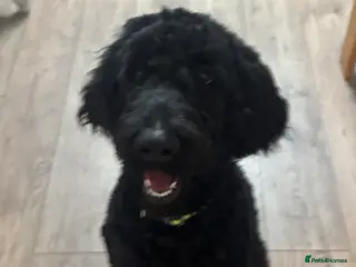 Goldendoodle dogs Golden doodle F1B stunning puppies - Advert 2