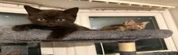 British Shorthair cats for sale: Gorgeous British short haired tabby’s & calicos  - Advert 3