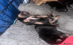 Huntaway dogs for sale: New Zealand Huntaway Puppies  - Image 2