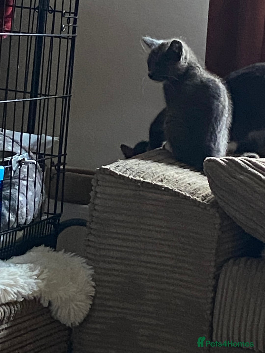 Mixed Breed cats for sale: 1 fluffy kitten + 3 farm rescue semi tame - Image 2