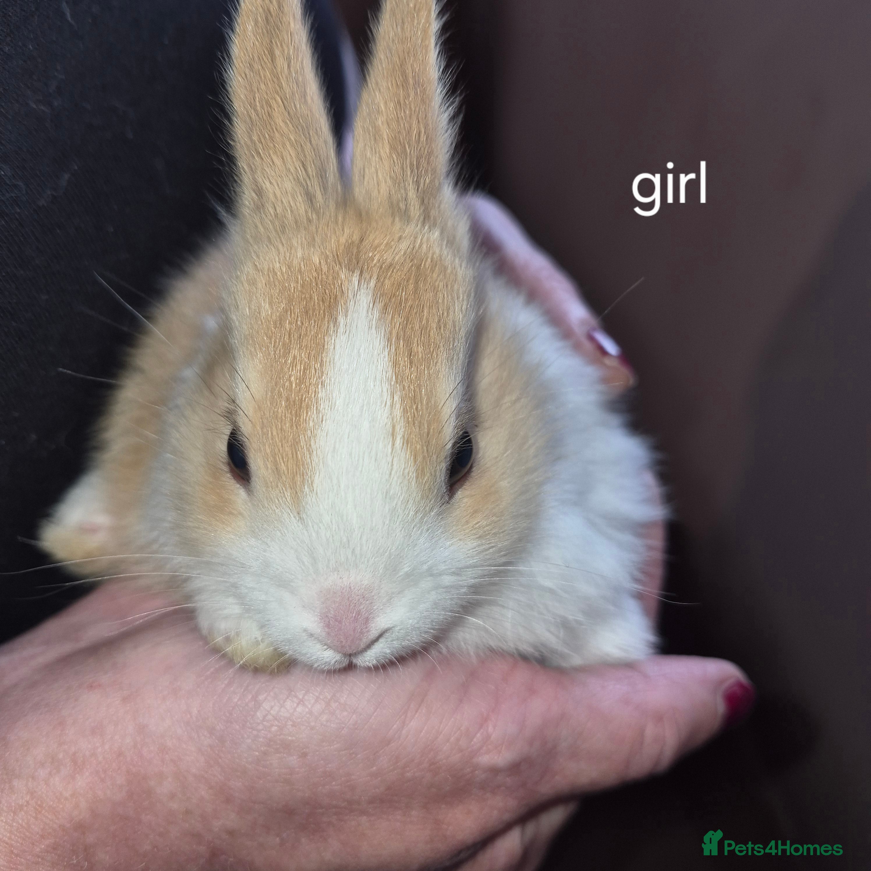 Dutch rabbits Dutch rabbits - Advert 6