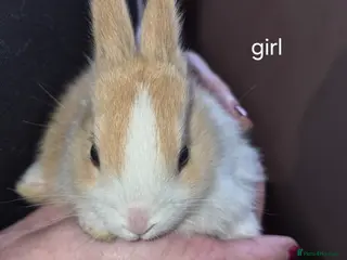 Dutch rabbits Dutch rabbits - Advert 6