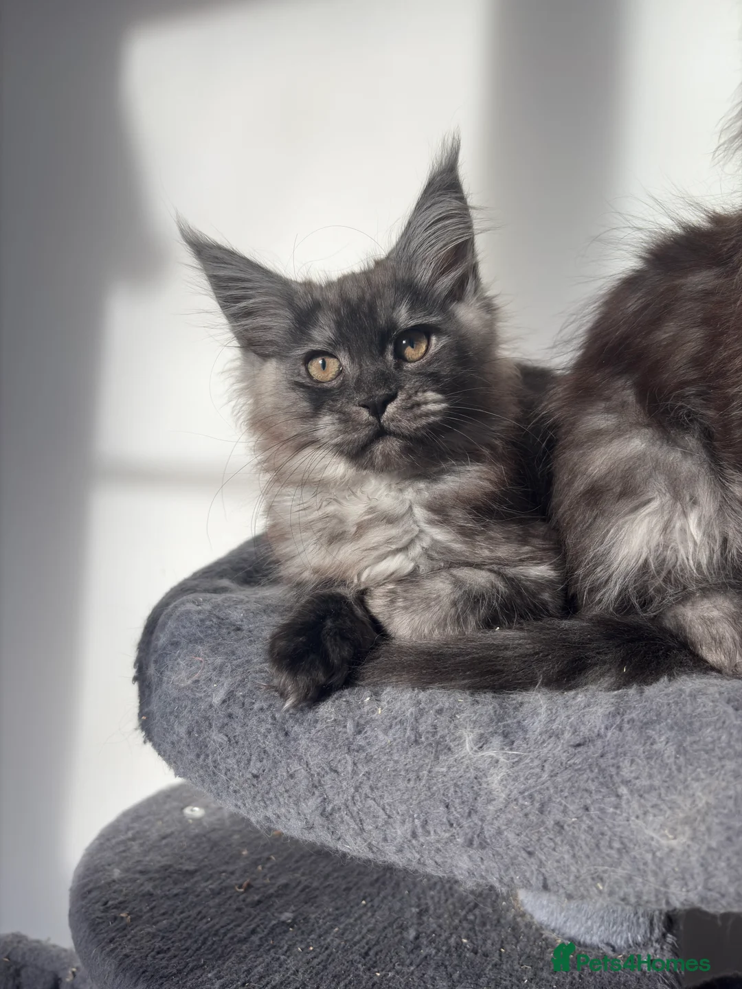 Maine Coon cats for sale: Maine coon kittens - Advert 4
