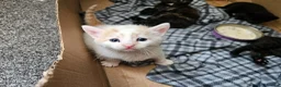 Mixed Breed cats for sale: 4 beautiful kittens in Middlesbrough - Advert 6