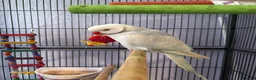 Ringnecks birds for sale: Indian ring neck parot  - Advert 3