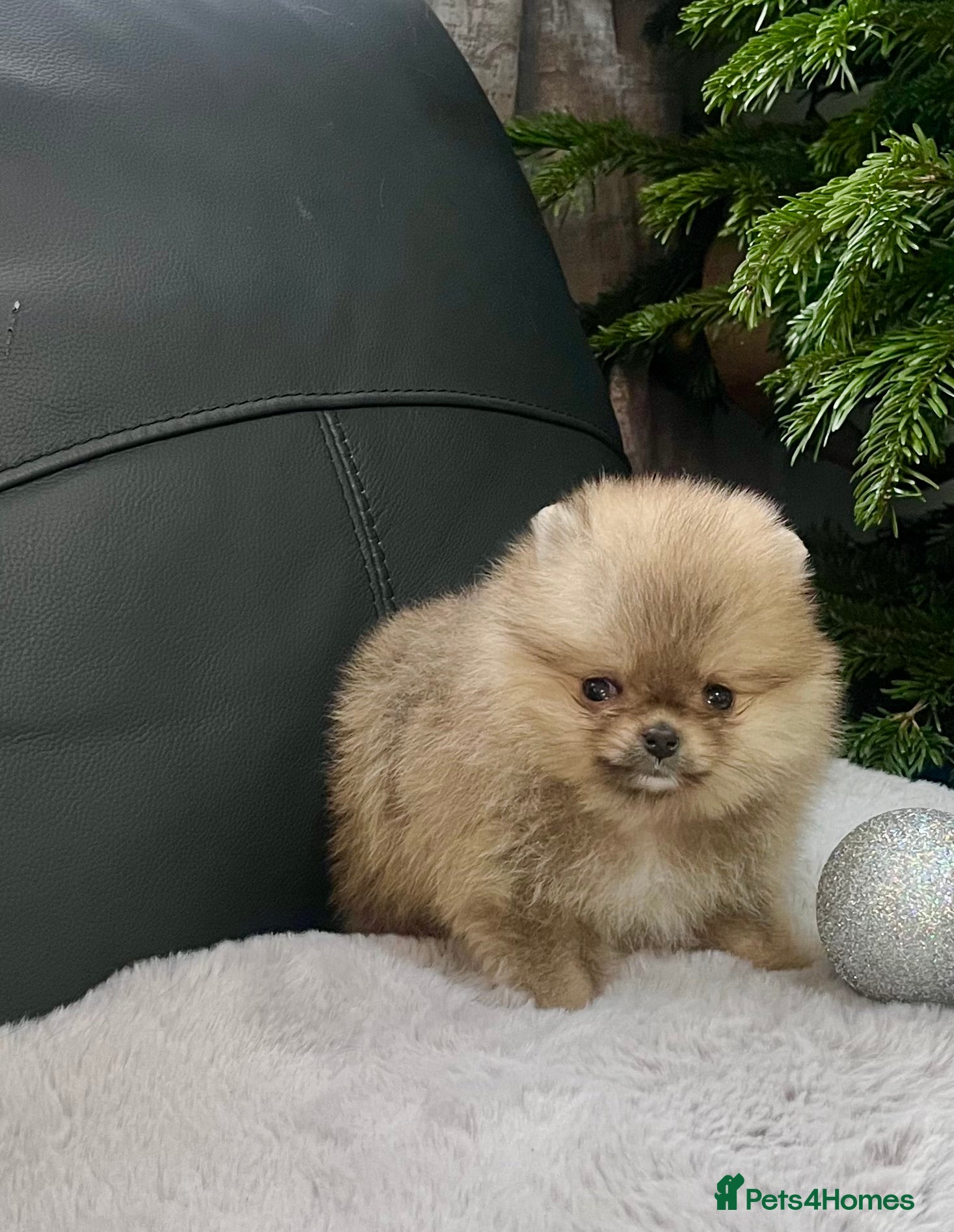 Pomeranian dogs 🔥Very Small 500gr.at 8weeks🐻Teddy Bear   - Advert 7