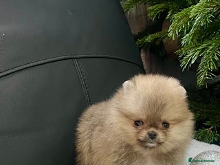 Pomeranian dogs 🔥Very Small 500gr.at 8weeks🐻Teddy Bear - Advert 7