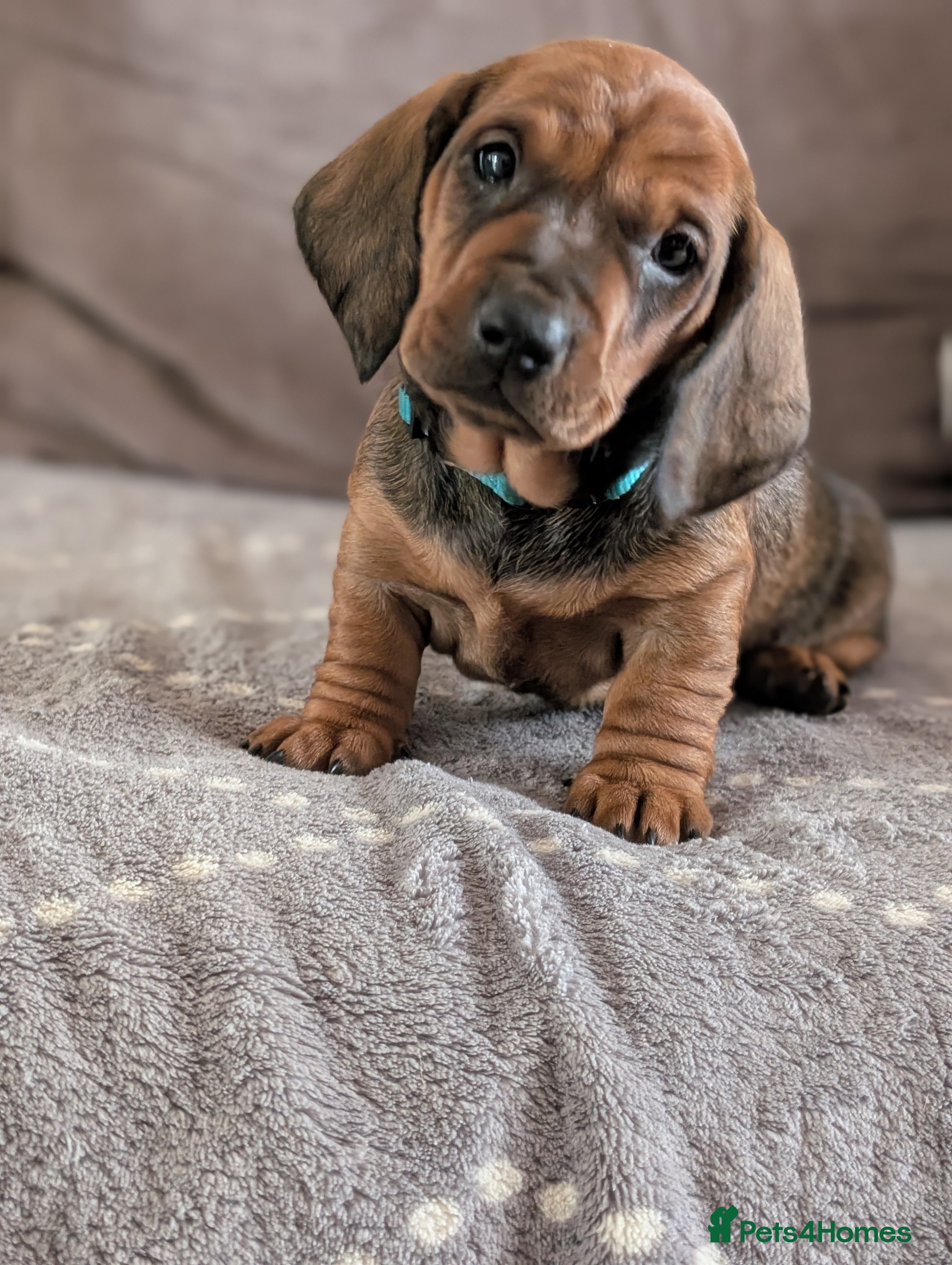 Dachshund dogs Champions Line/Show Quality Standard Dachshund - Advert 3