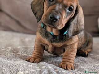 Dachshund dogs Champions Line/Show Quality Standard Dachshund - Advert 10