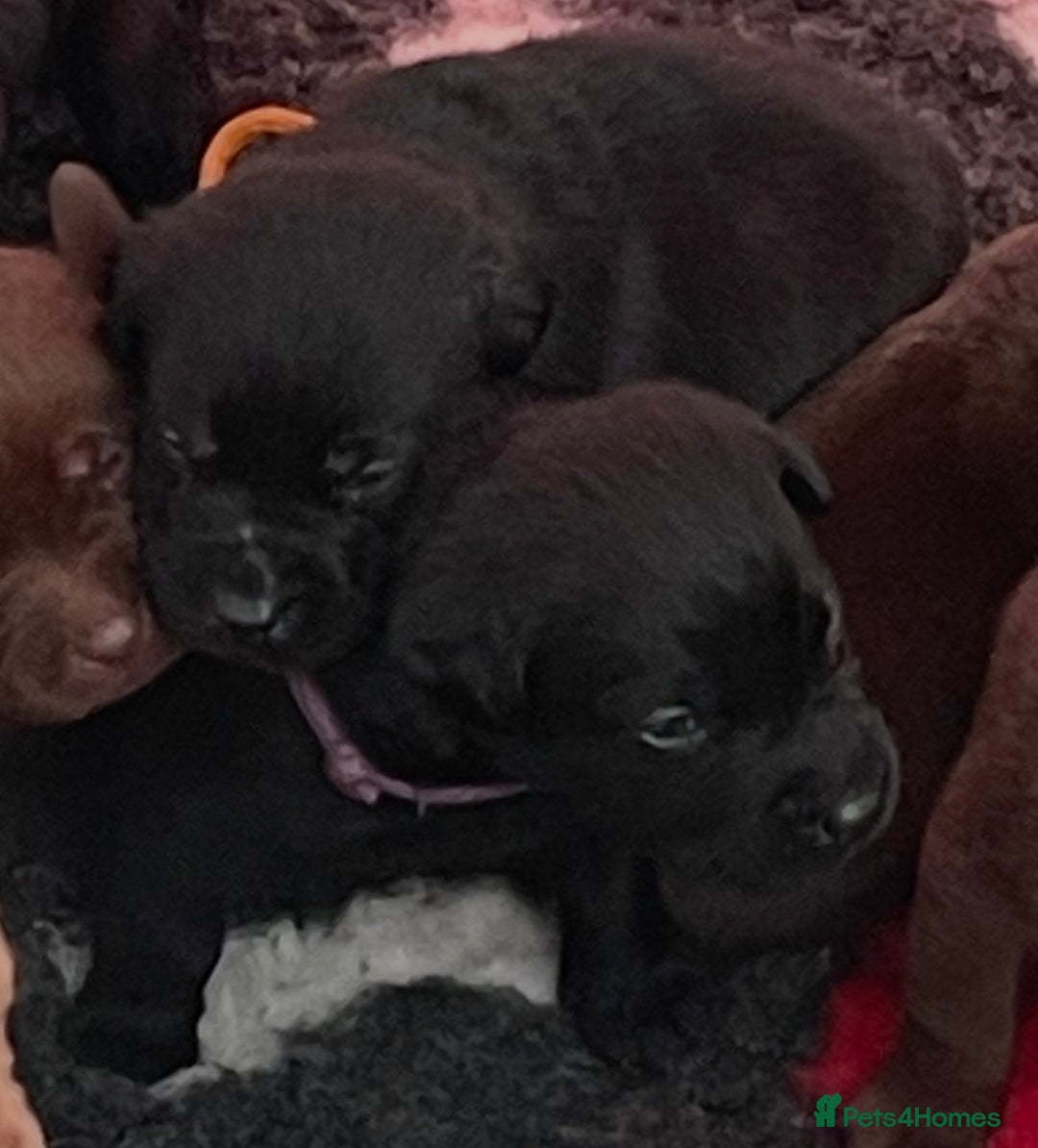 Labrador Retriever dogs for sale: KC registered Labrador pups - Advert 8
