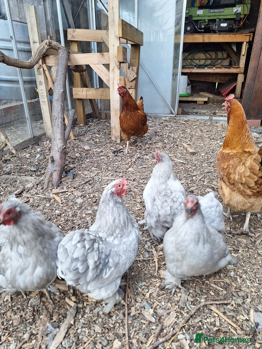 Chickens poultry for sale: Brown hens + Orpington Hens - Advert 3