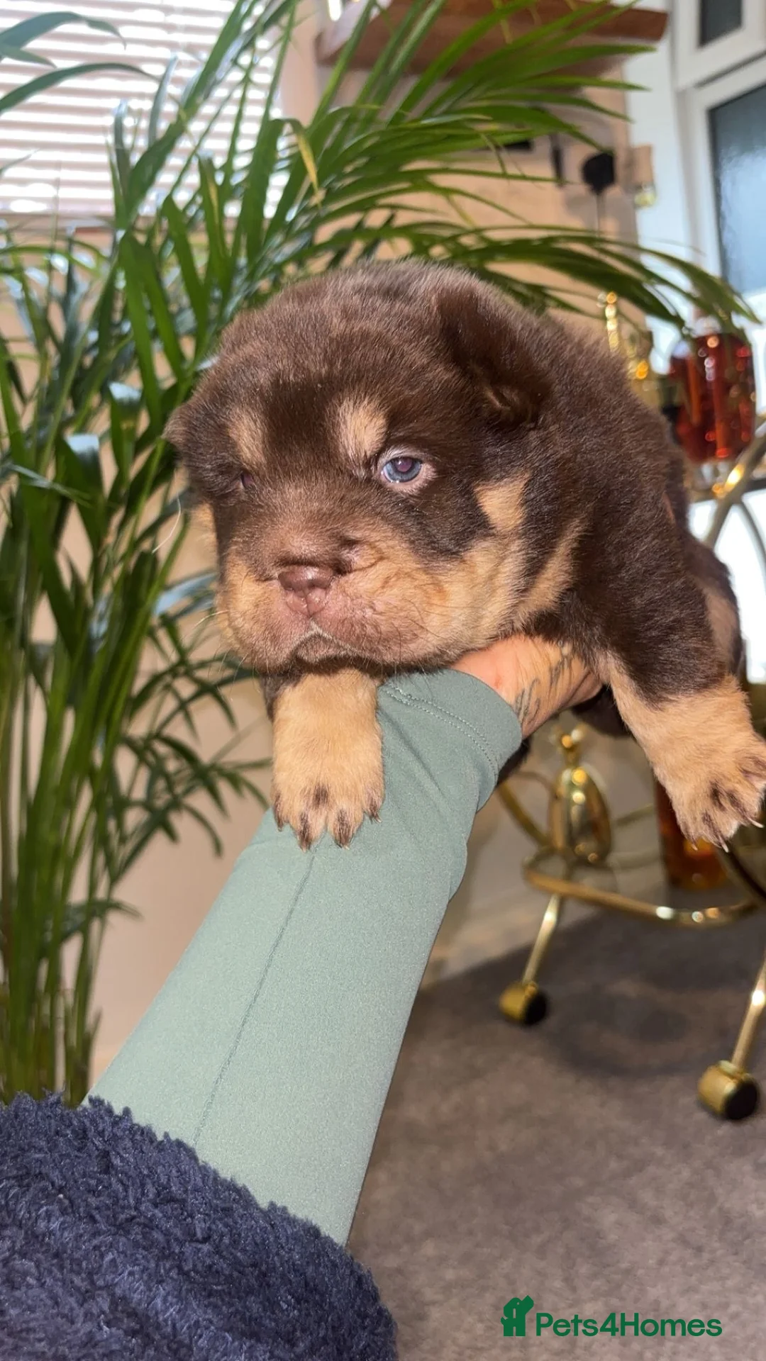 Shar Pei dogs for sale: Top quality choc and tan bear coat sharpies - Advert 27