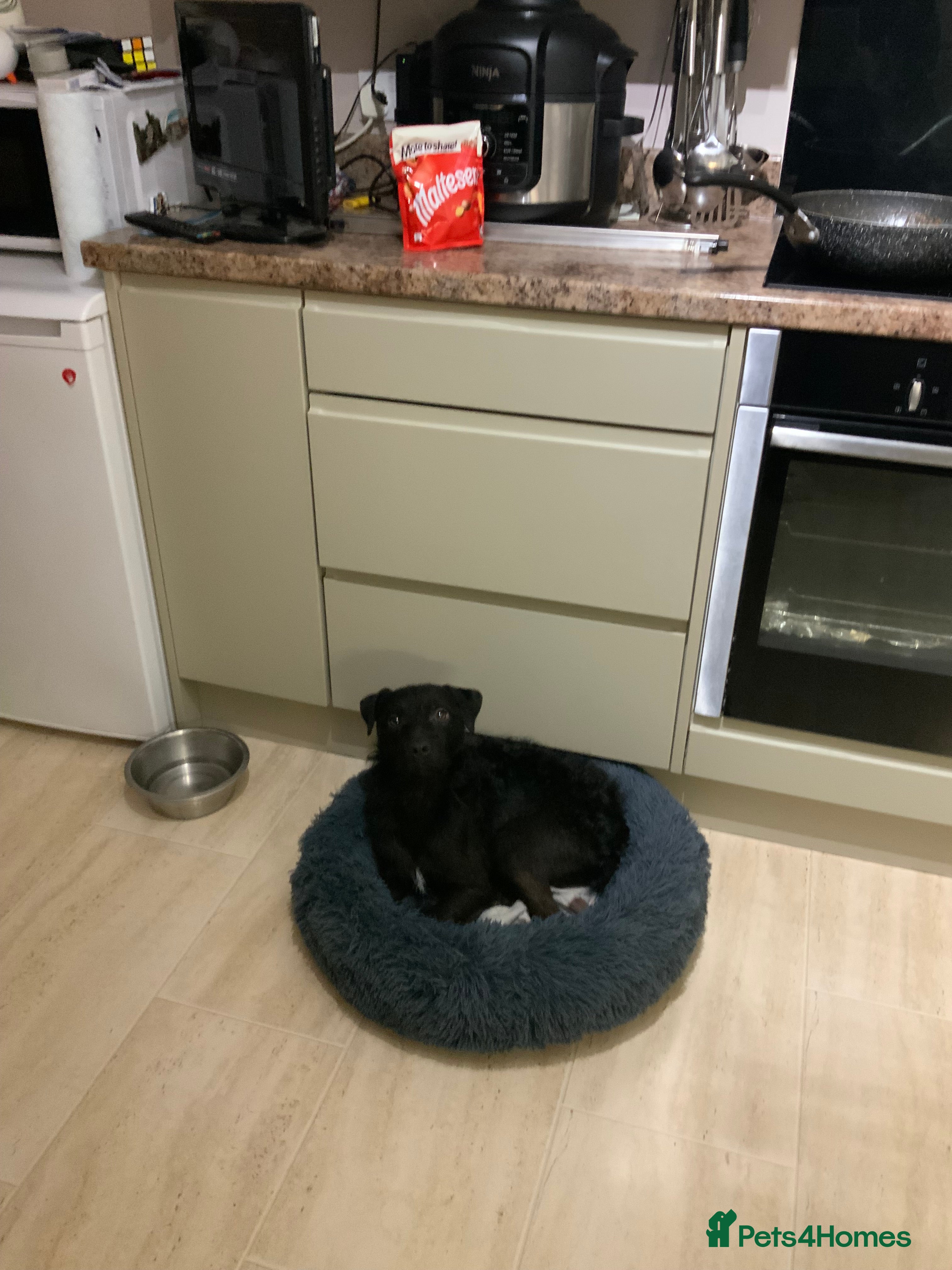 Mixed Breed dogs Patterdale x jack russle - Advert 16