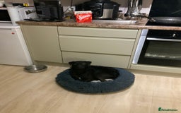 Mixed Breed dogs for sale: Patterdale x jack russle - Image 1