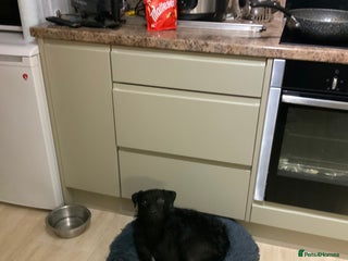 Mixed Breed dogs for sale - Advert 1