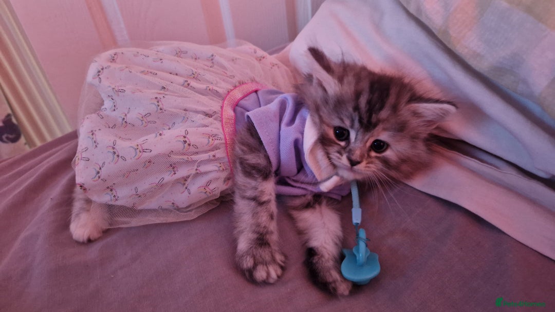 Maine Coon cats for sale: Maine coon - Image 9