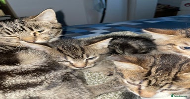 Domestic Shorthair cats 2 boys 1 female cats  - Advert 5