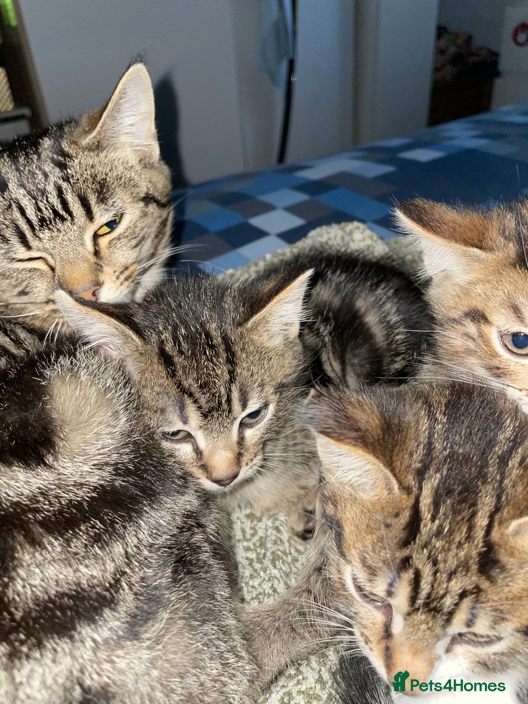 Domestic Shorthair cats for sale: 2 boys 1 female cats  - Advert 2