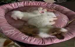 Lionhead rabbits for sale: Double-Maned Lionhead’s for sale 🐰❤️ - Image 11