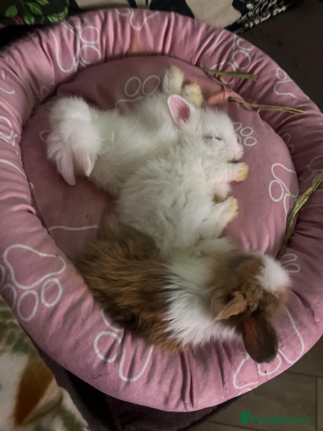Lionhead rabbits for sale: Double-Maned Lionhead’s for sale 🐰❤️ - Image 11