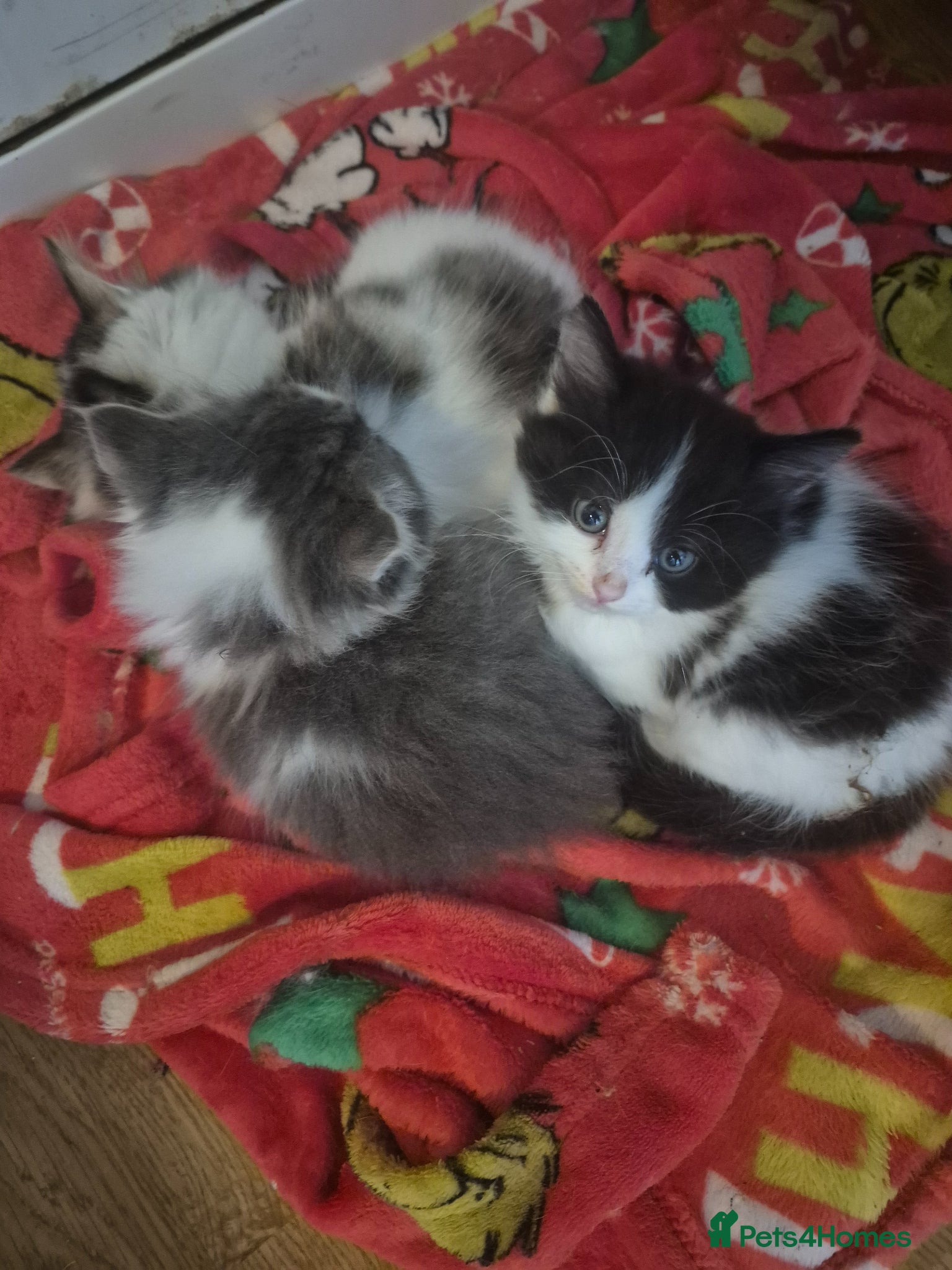 Mixed Breed cats Kittens ready for their new family - Advert 7