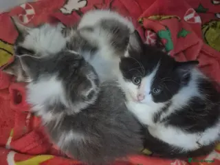 Mixed Breed cats Kittens ready for their new family - Advert 3