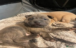 Mixed Breed dogs for sale: Staffie/sharpei pups  - Image 7