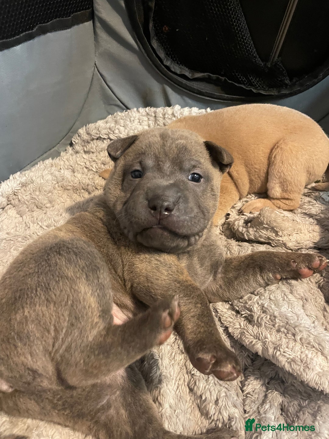 Mixed Breed dogs for sale: Staffie/sharpei pups  - Image 7
