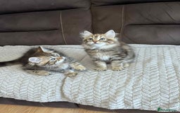 Siberian cats for sale: Purebred- Hypoallergenic Siberian Kittens - Image 7