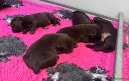 Labrador Retriever dogs for sale: Outstanding Quality Chocolate Labrador Puppies - Image 26