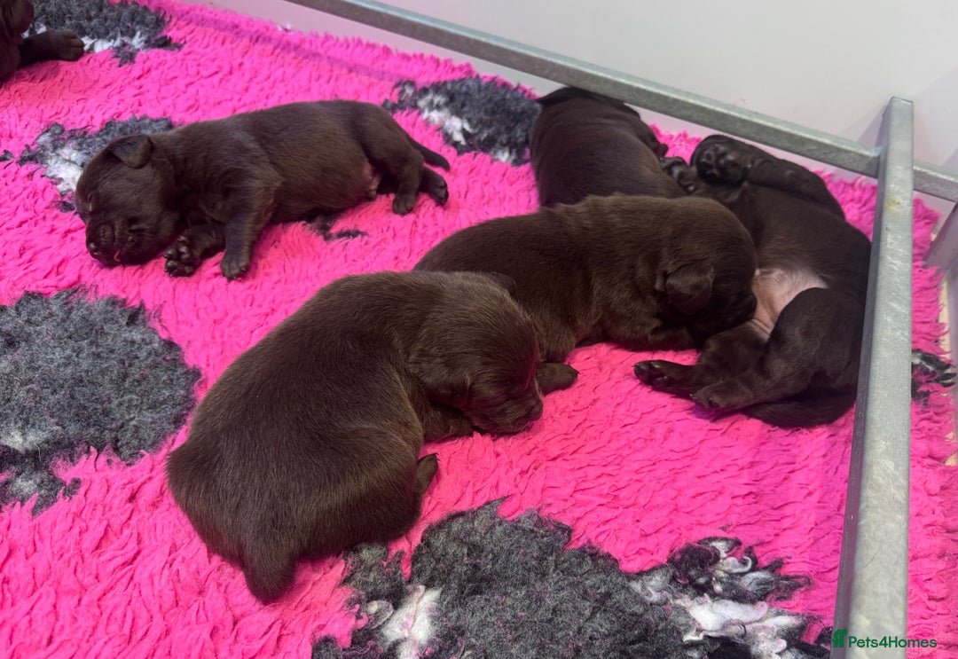 Labrador Retriever dogs for sale: Outstanding Quality Chocolate Labrador Puppies - Image 26