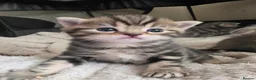 Mixed Breed cats for sale: Tabby kittens - Advert 8