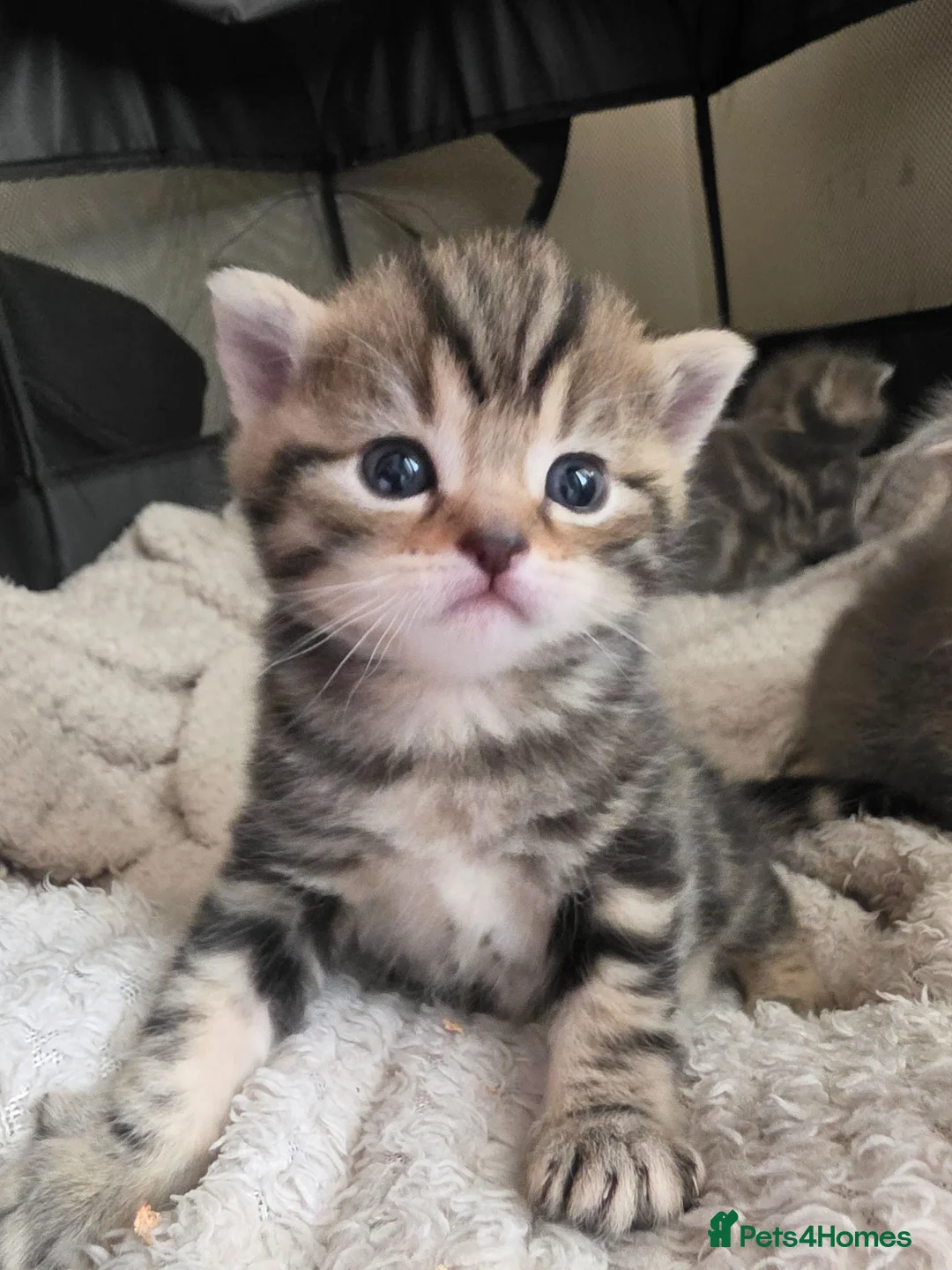 Mixed Breed cats for sale: Tabby kittens - Advert 8