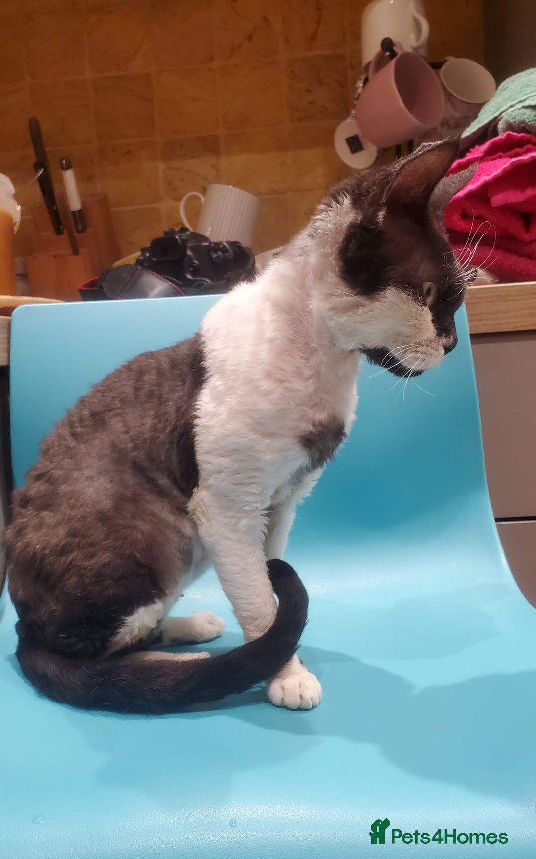 Devon Rex cats for sale: Young adult Devon Rex bicolor female - Advert 5