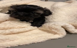 Shihpoo dogs for sale: 2 beautiful girl Shi poo puppies  - Advert 5