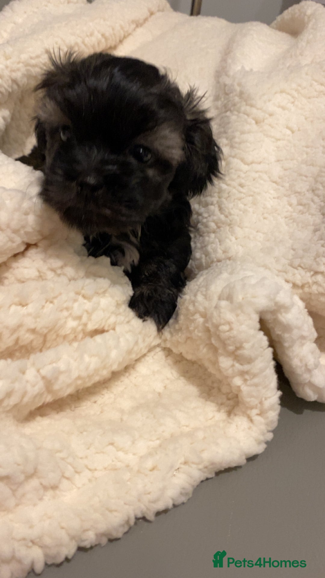 Shihpoo dogs for sale: 2 beautiful girl Shi poo puppies  - Advert 5