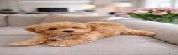 Maltese dogs for stud: 🐬 Beautiful Korean Maltese Stud 🐬 - Advert 3