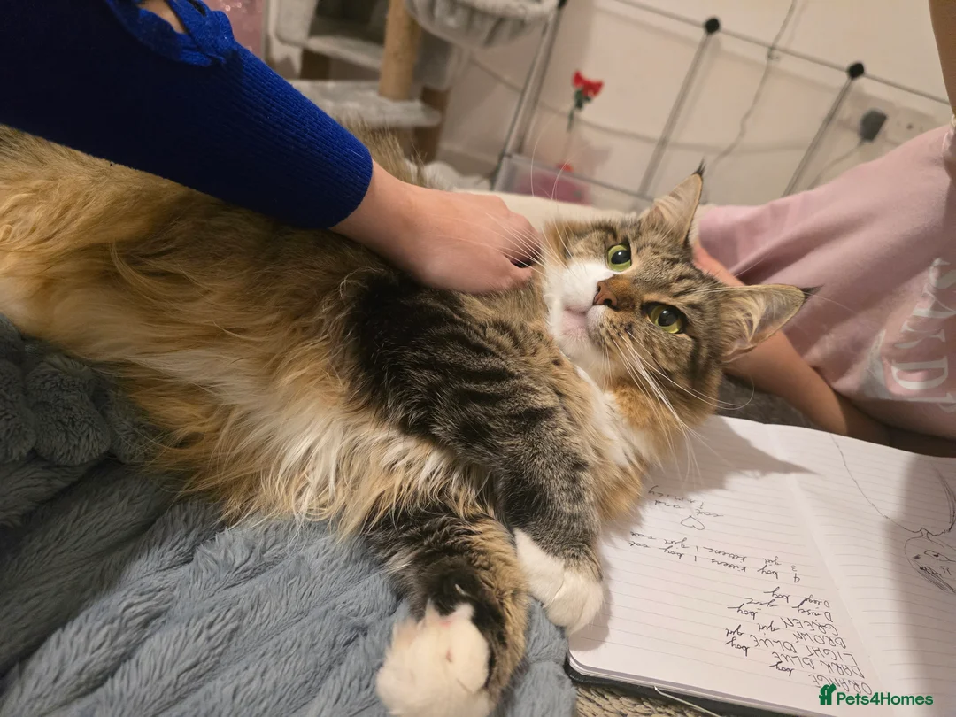 Maine Coon cats for sale: 5 adorable maine coon kittens - Advert 12