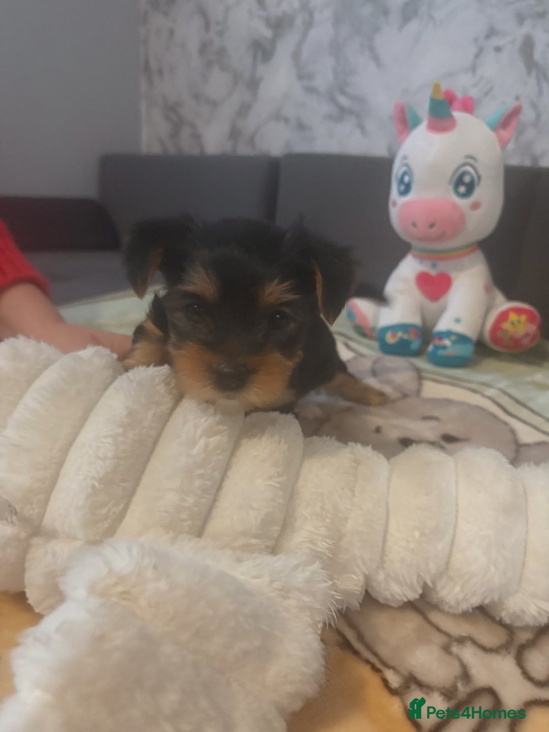 Yorkshire Terrier dogs for sale: Yorkshire Terrier Puppies For Sale - Advert 4