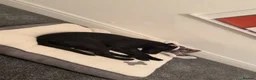 Mixed Breed dogs for sale: Hi my name is Enzo in Mexborough - Advert 4